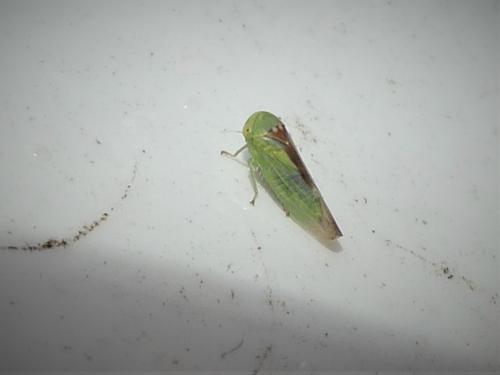 Réf. 292 770 : Viridicerus ustulatus